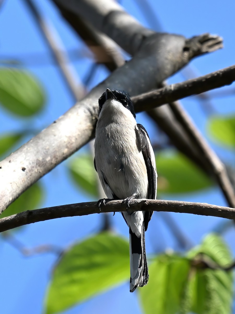 Bar-winged Flycatcher-shrike - ML577023841