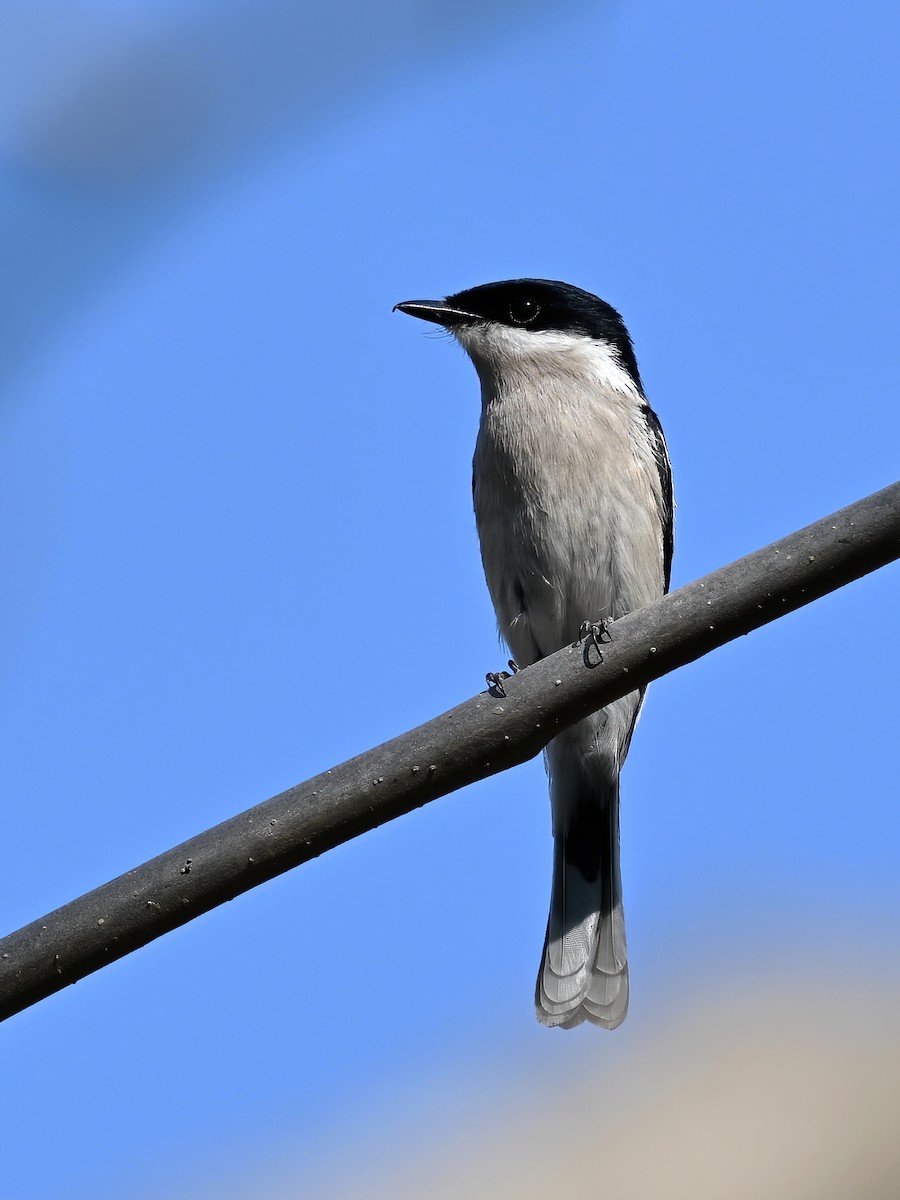 Bar-winged Flycatcher-shrike - ML577023851