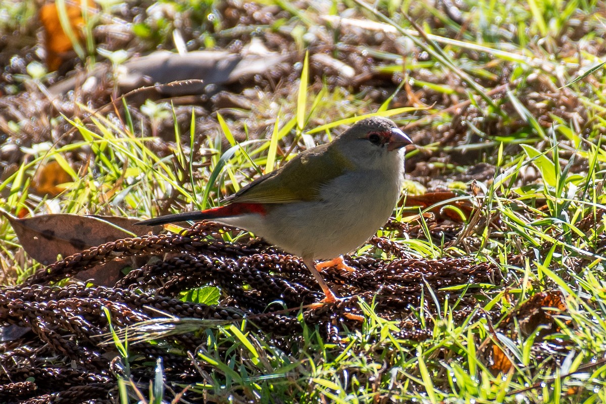 Red-browed Firetail - ML577023871