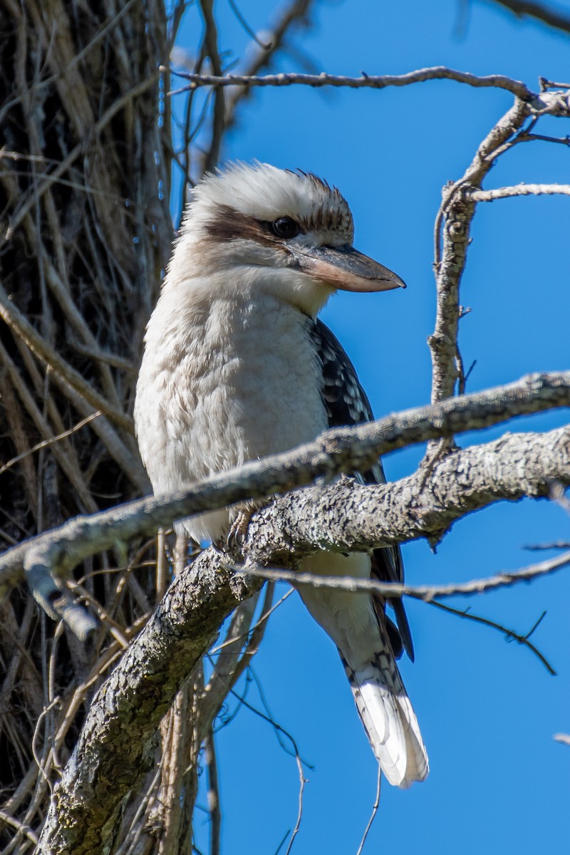 Laughing Kookaburra - ML577023921