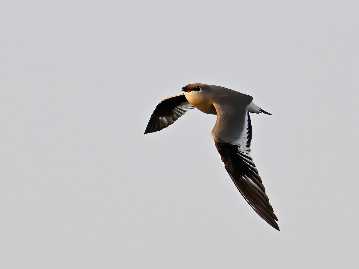 Small Pratincole - ML577024211