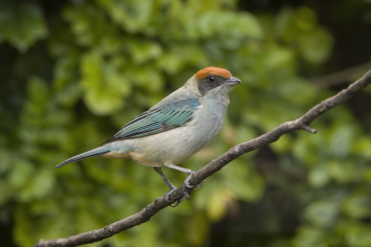 Scrub Tanager - ML577024931