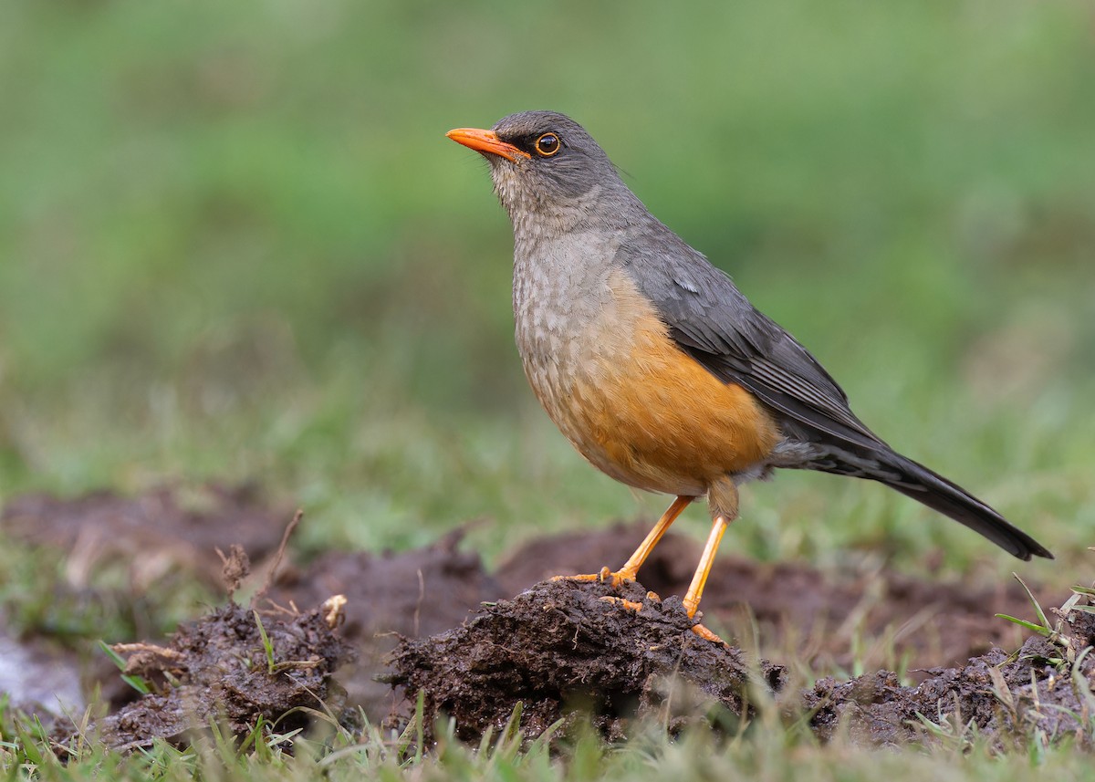 Zorzal Abisinio (grupo abyssinicus) - ML577025551