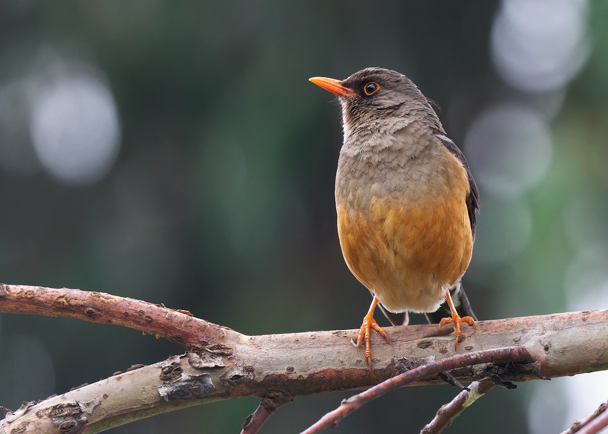 Zorzal Abisinio (grupo abyssinicus) - ML577025561