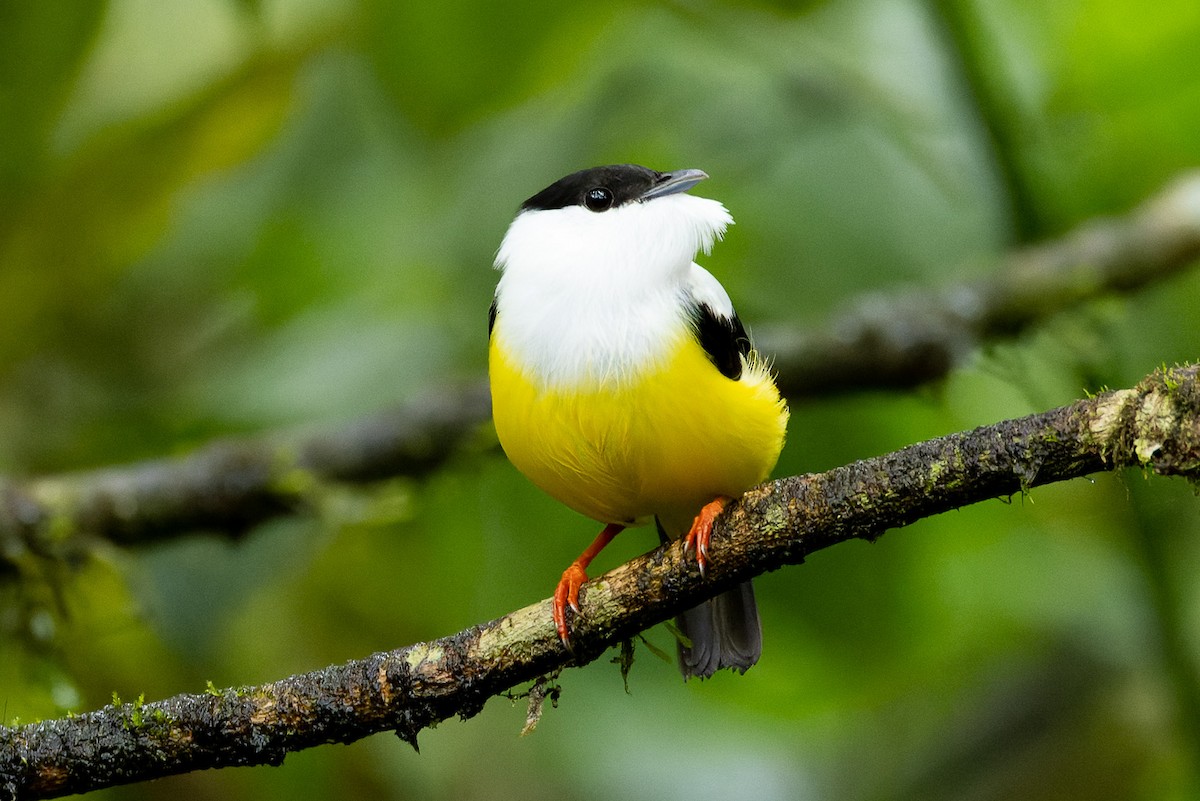 White-collared Manakin - Steve Popple