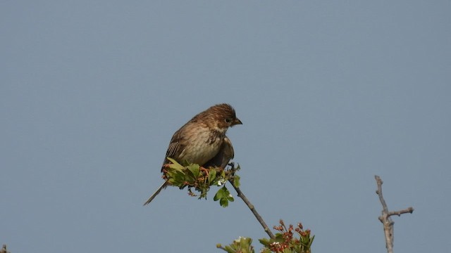 Corn Bunting - ML577030431