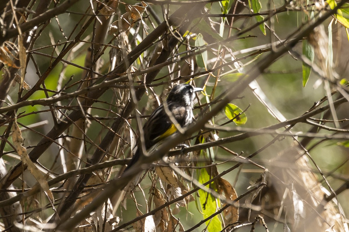 New Holland Honeyeater - ML577031151