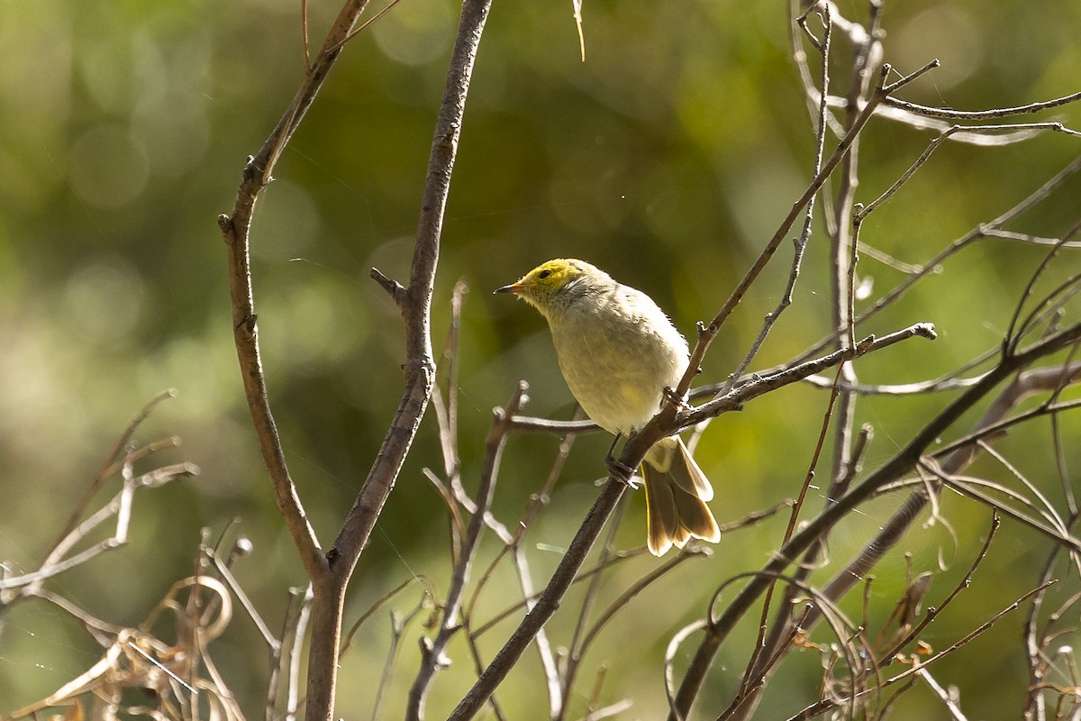 White-plumed Honeyeater - ML577031161