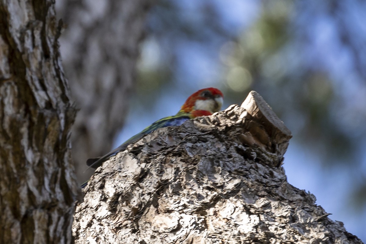 Eastern Rosella - ML577031171