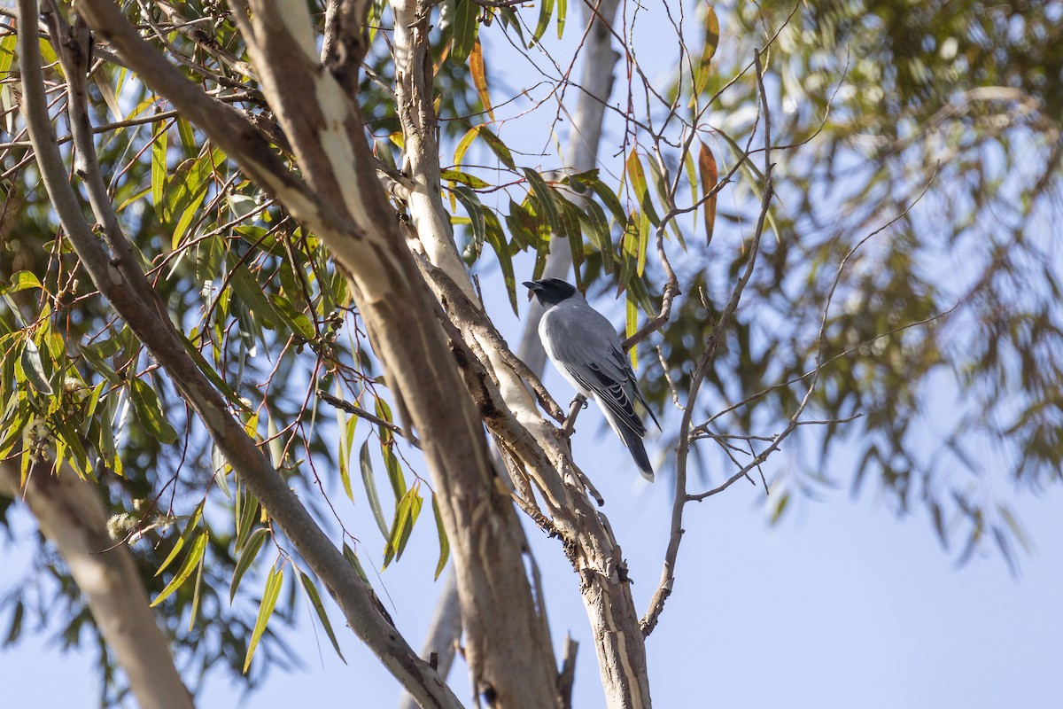 Black-faced Cuckooshrike - ML577031301