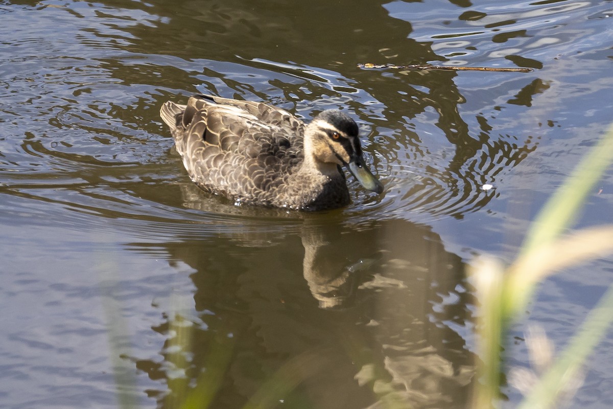 Pacific Black Duck - ML577031311