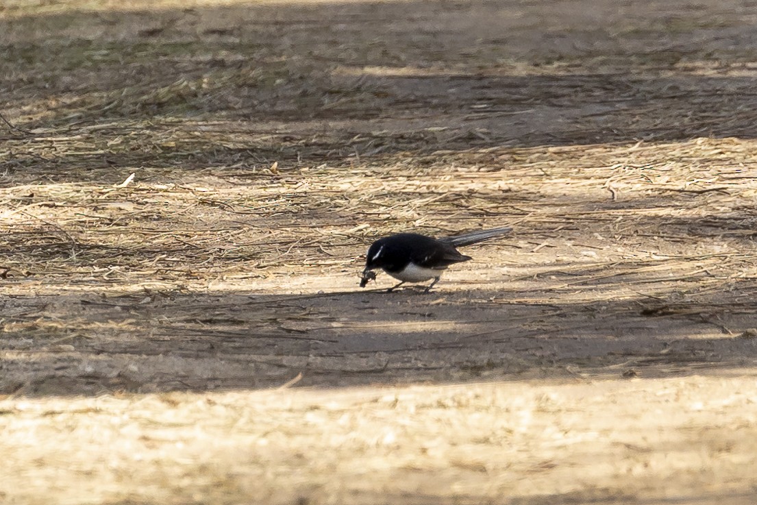 Willie-wagtail - ML577031371