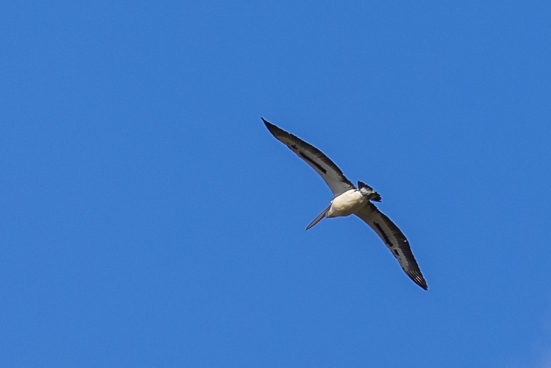 Australian Pelican - ML577031401