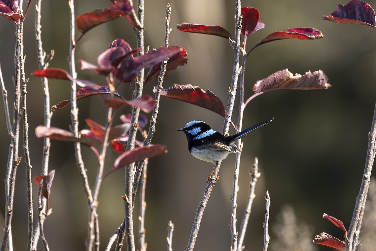 Superb Fairywren - ML577031491