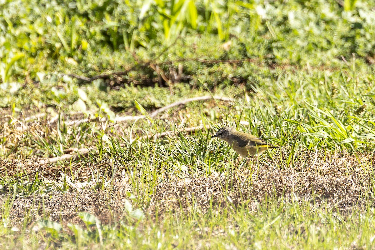 Yellow-rumped Thornbill - ML577031501