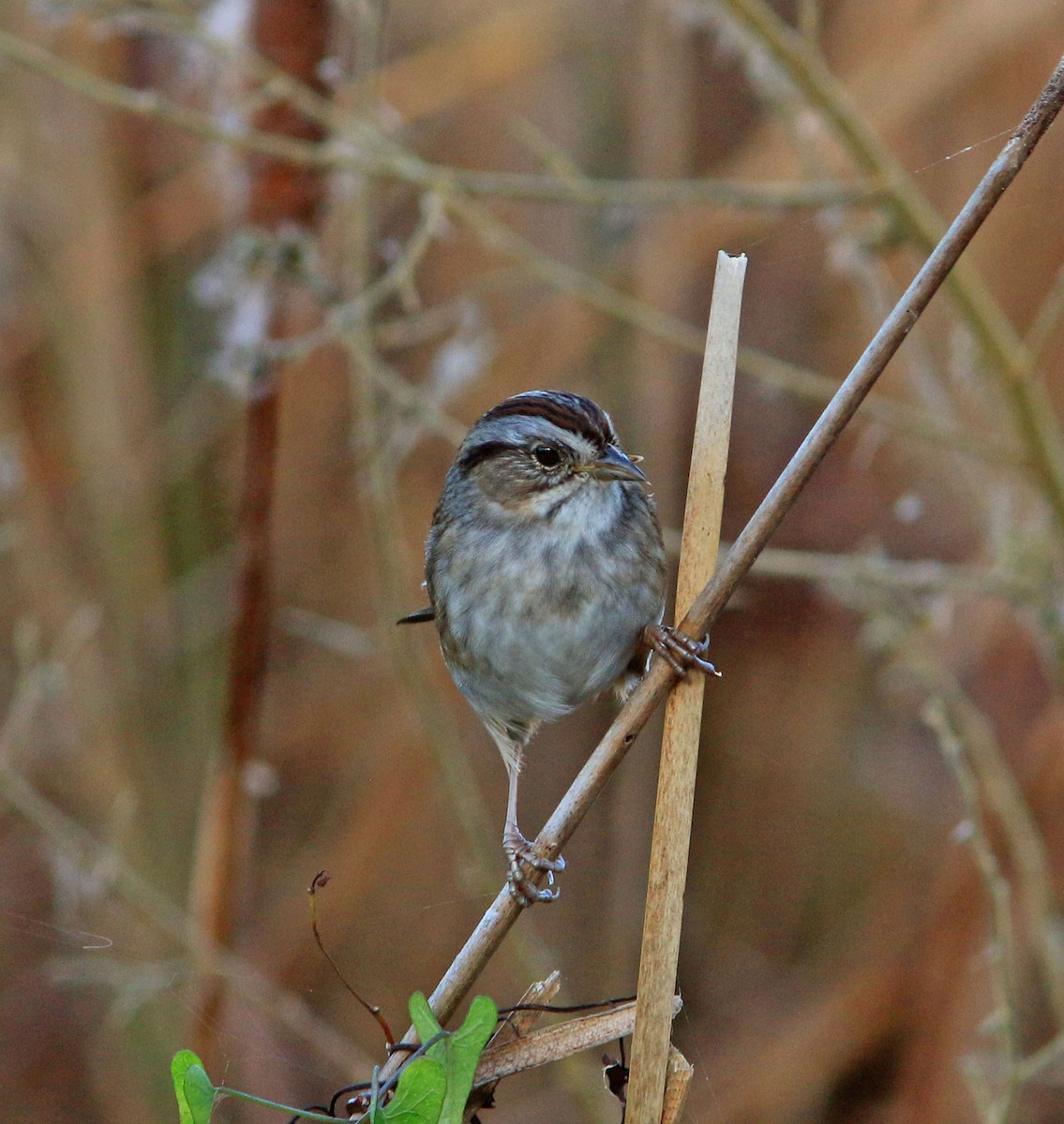 Swamp Sparrow - Beth Poole