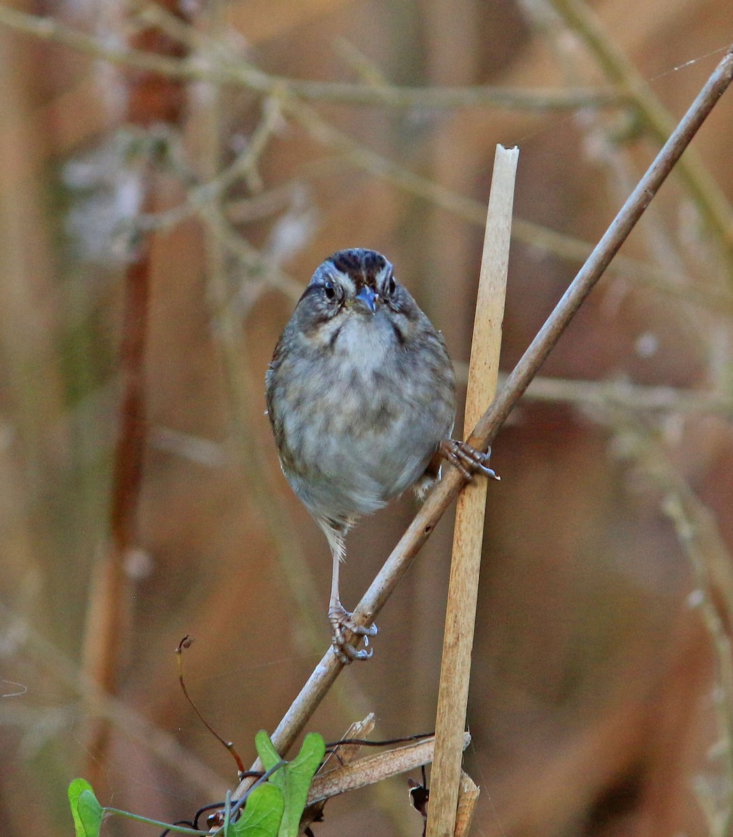 Swamp Sparrow - Beth Poole