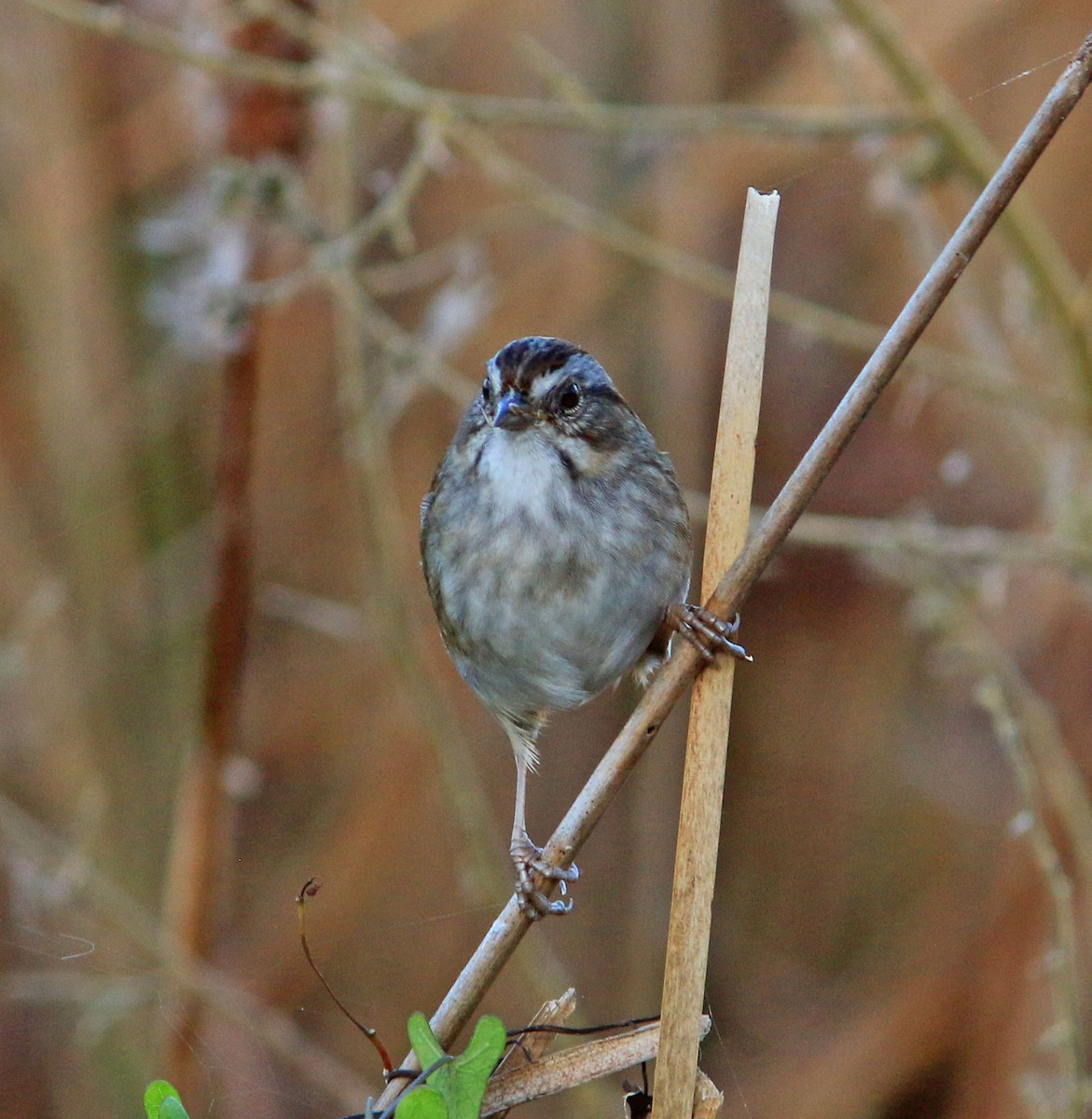 Swamp Sparrow - ML577032091