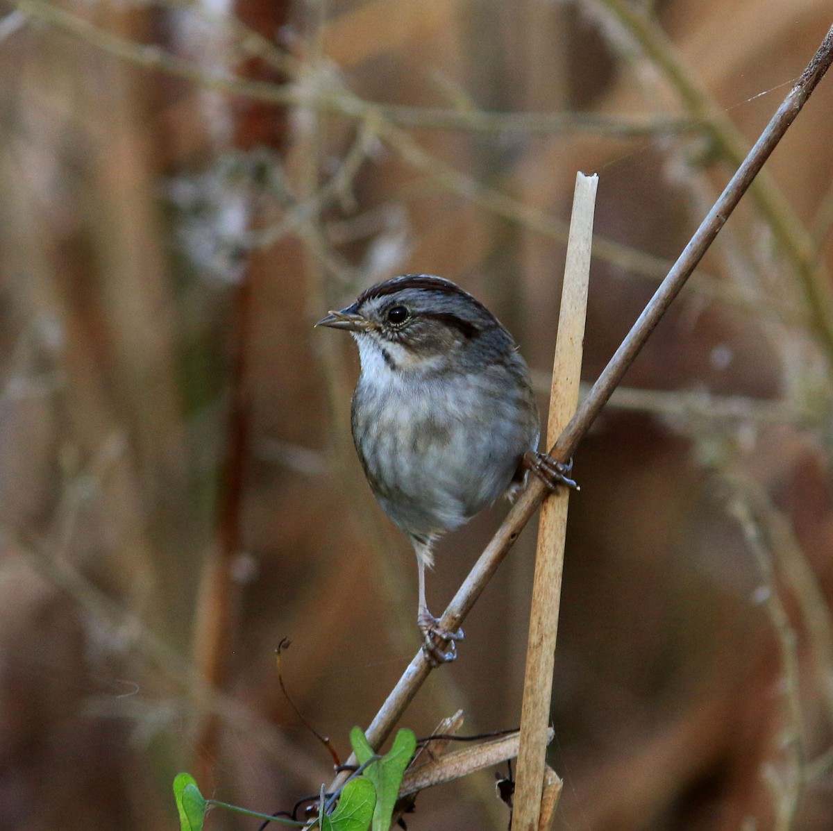 Swamp Sparrow - ML577032101