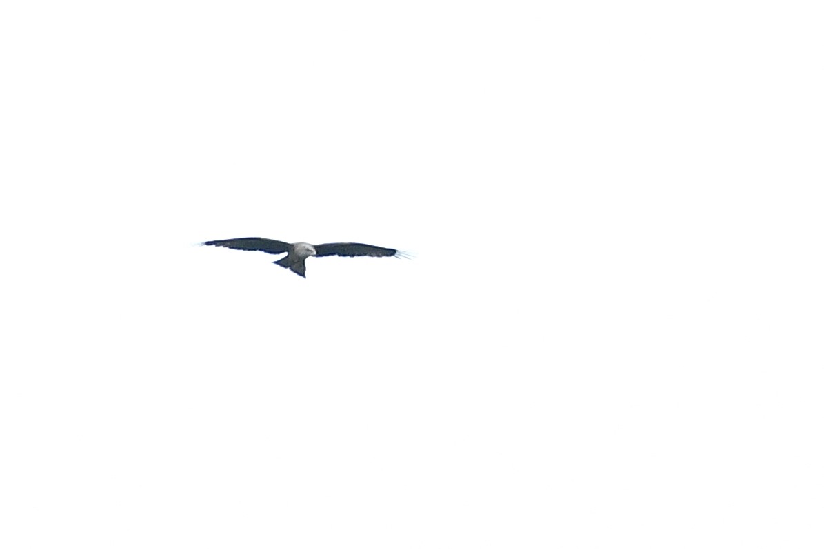 Black Kite - ML577032561