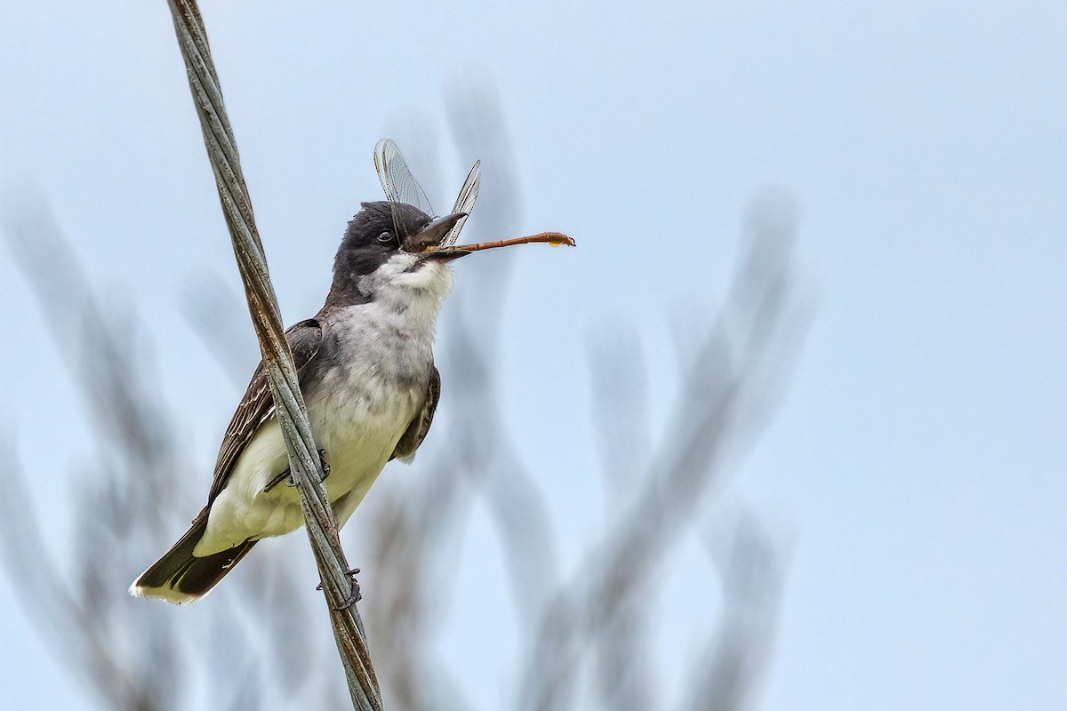 Eastern Kingbird - ML577032661