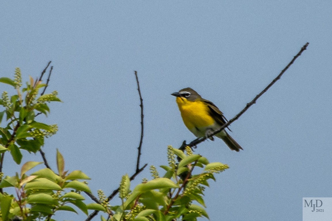 Yellow-breasted Chat - ML577033011