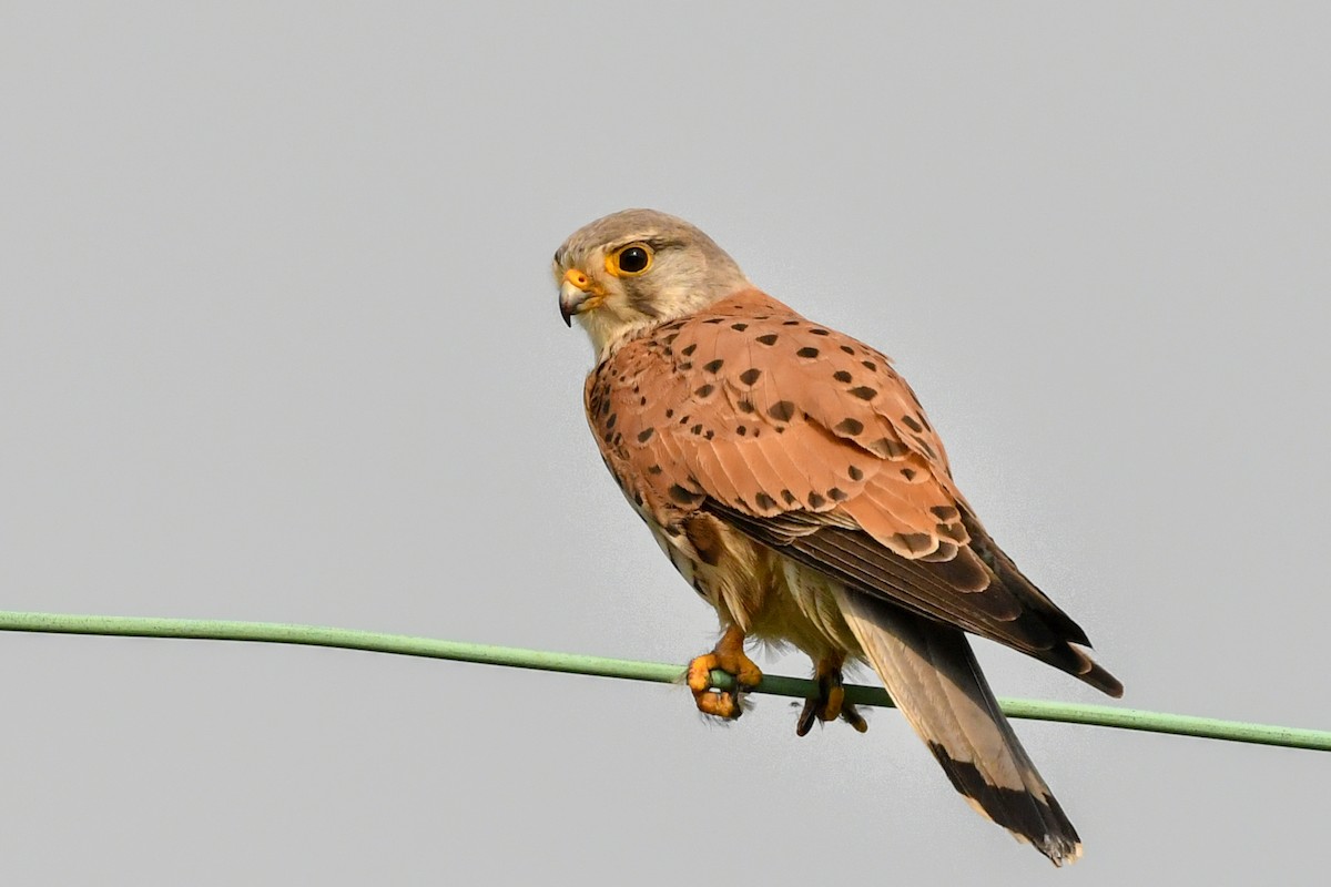 Eurasian Kestrel - ML577033111