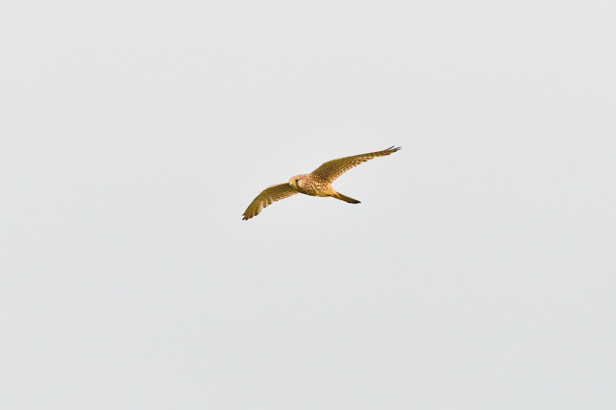 Eurasian Kestrel - ML577033121