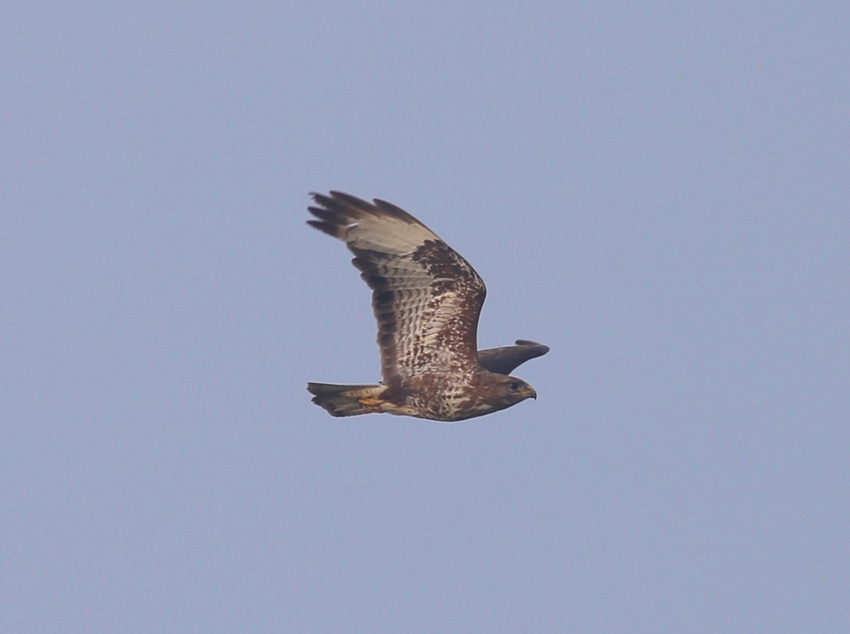 Common Buzzard - ML577033891