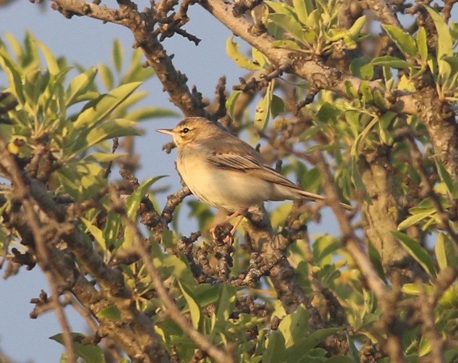 Tawny Pipit - ML577033981