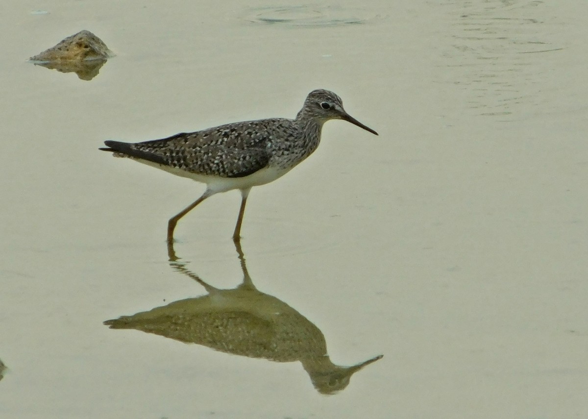 Lesser Yellowlegs - ML57703601