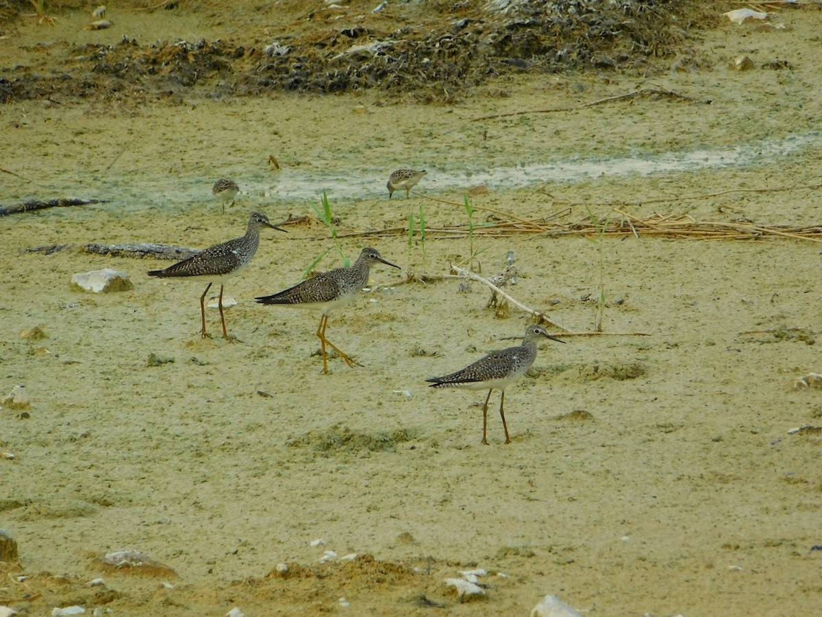 Lesser Yellowlegs - ML57703731