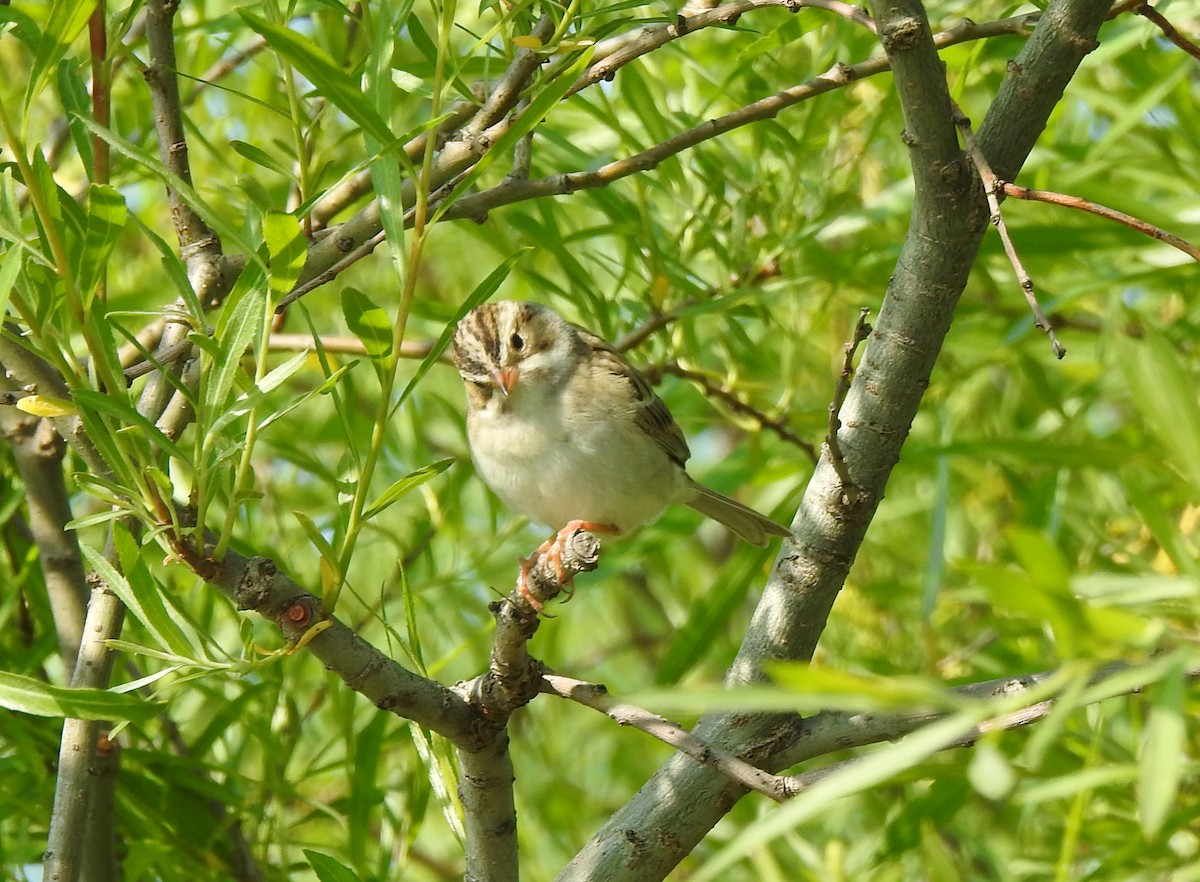Clay-colored Sparrow - ML577038321