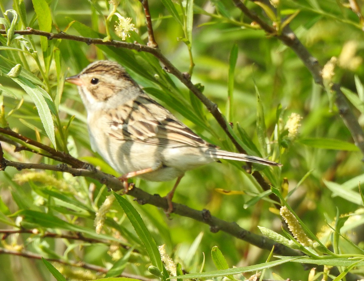 Clay-colored Sparrow - ML577038331