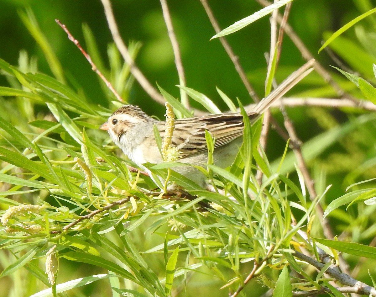 Clay-colored Sparrow - ML577038341