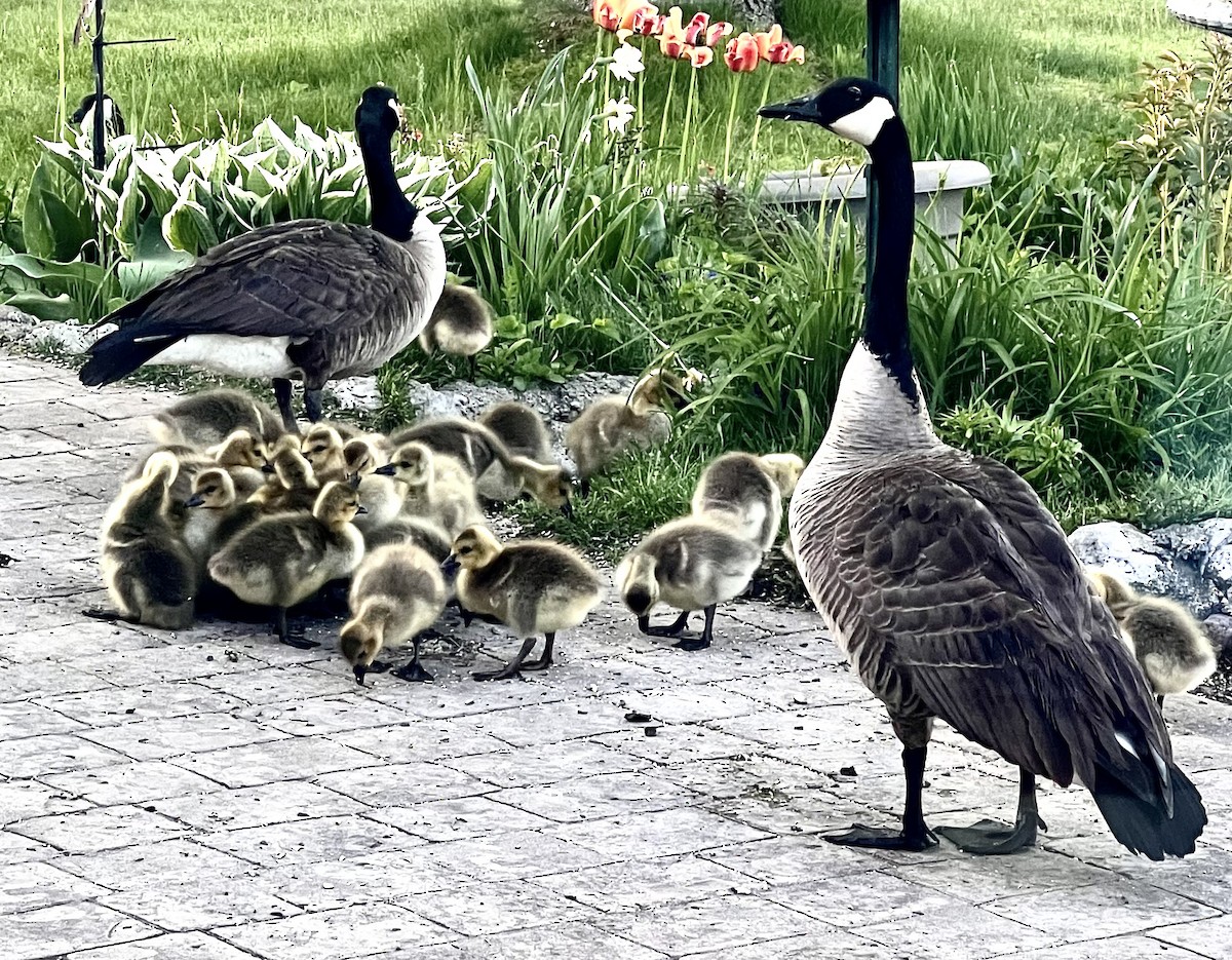 Canada Goose - ML577039791