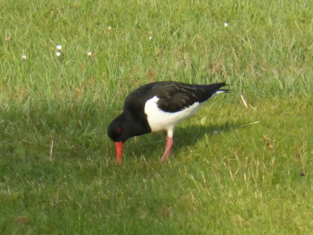 Eurasian Oystercatcher - ML577040391