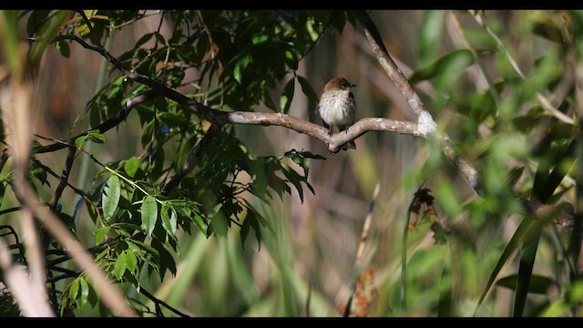 Bran-colored Flycatcher - ML577040401