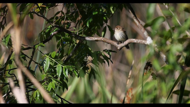 Bran-colored Flycatcher - ML577040431