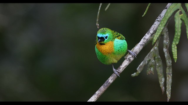 Brassy-breasted Tanager - ML577040521