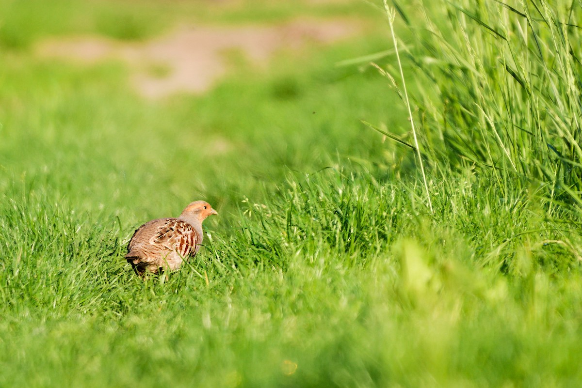 Gray Partridge - Radek Ošlejšek