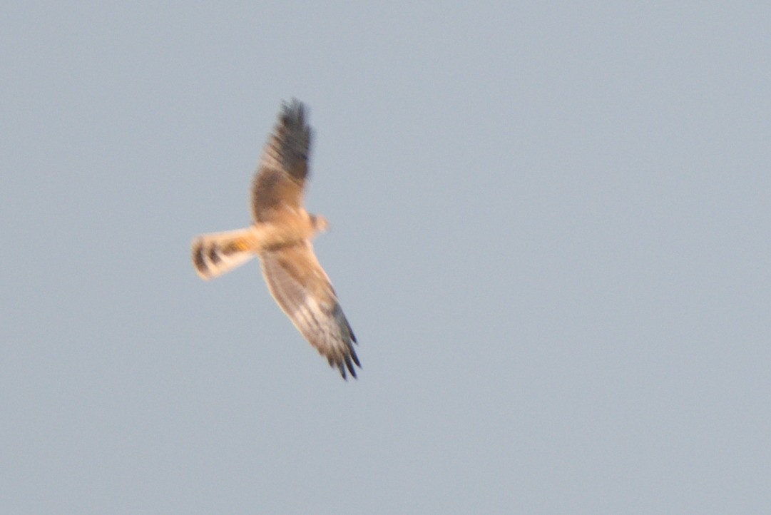 Montagu's Harrier - Radek Ošlejšek