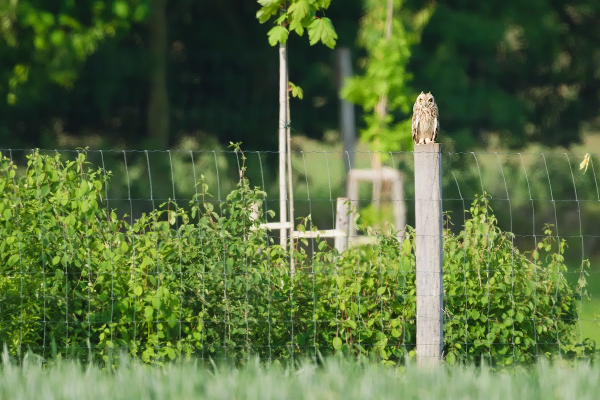 Short-eared Owl - Radek Ošlejšek