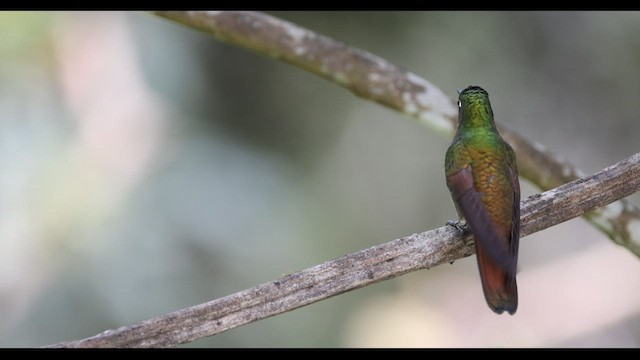 Colibrí Colirrojo - ML577041491