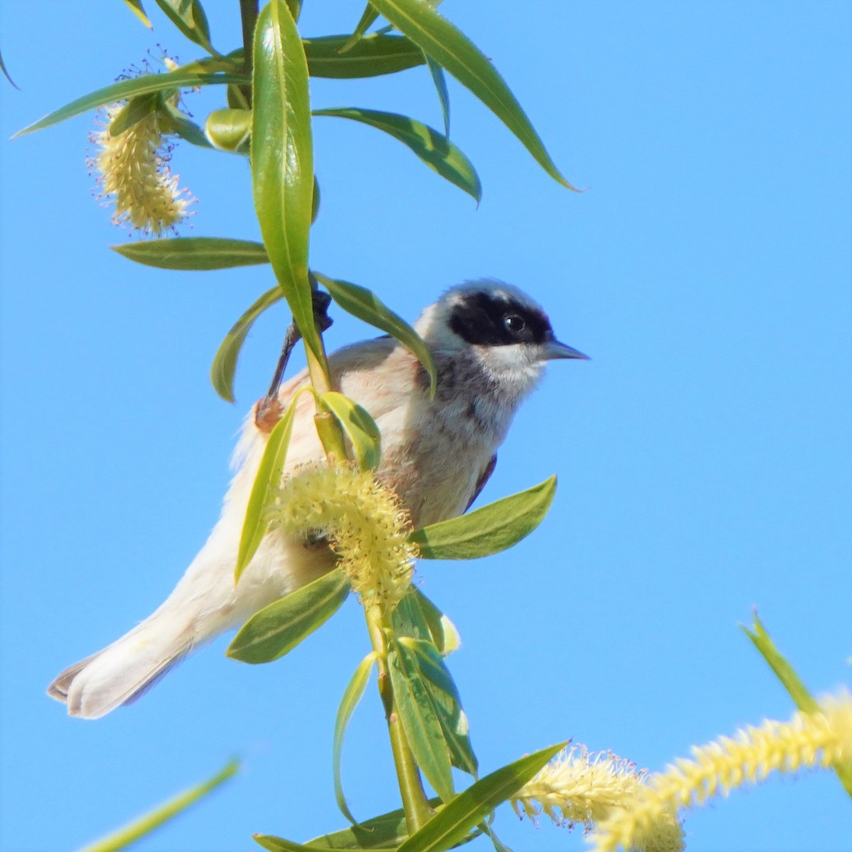 Eurasian Penduline-Tit - ML577043161