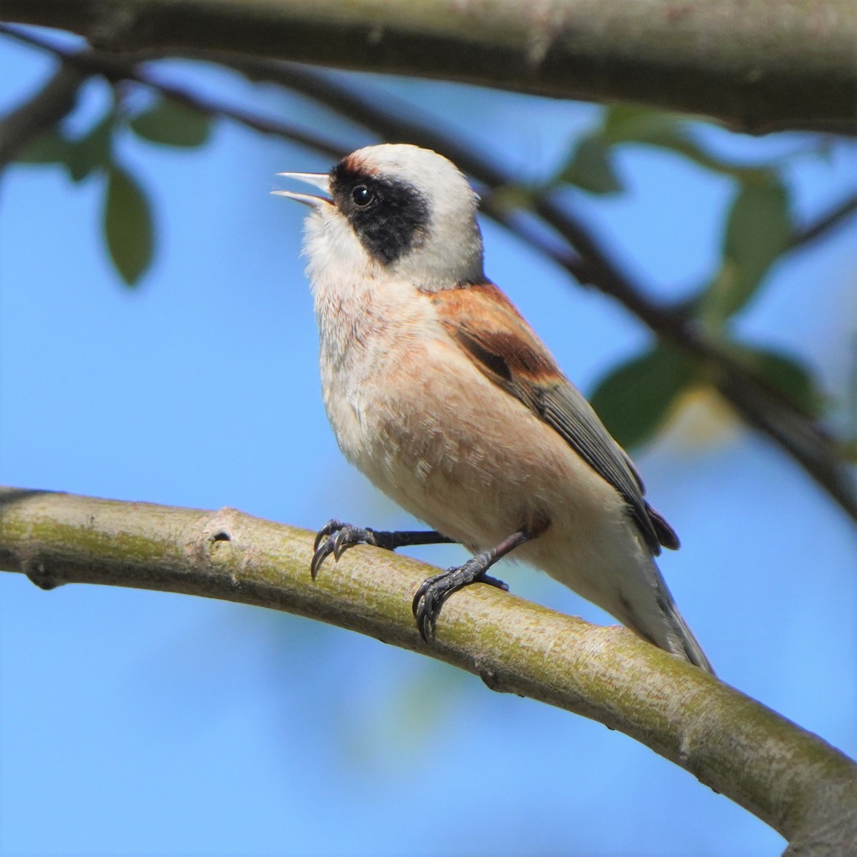 Eurasian Penduline-Tit - ML577043171