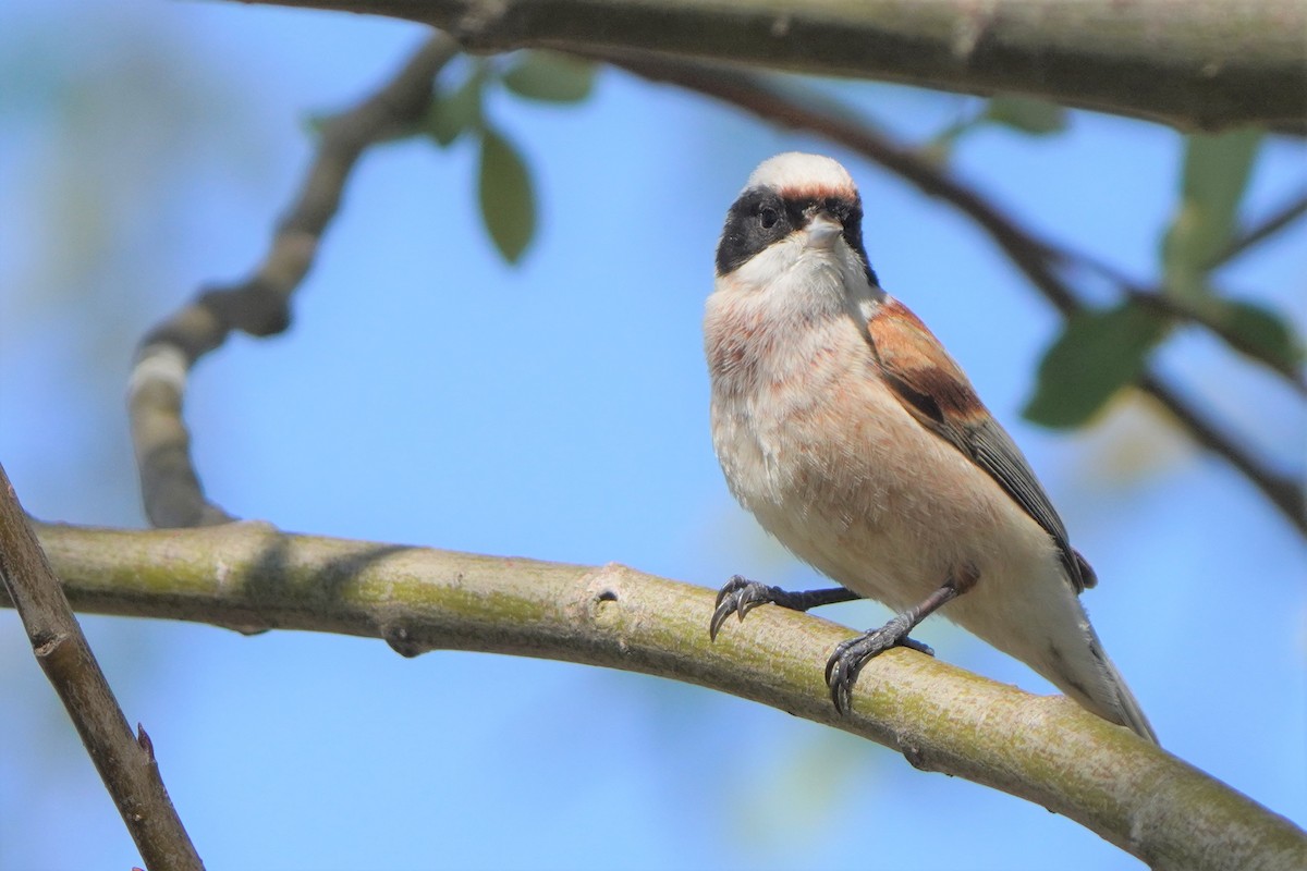 Eurasian Penduline-Tit - ML577043181