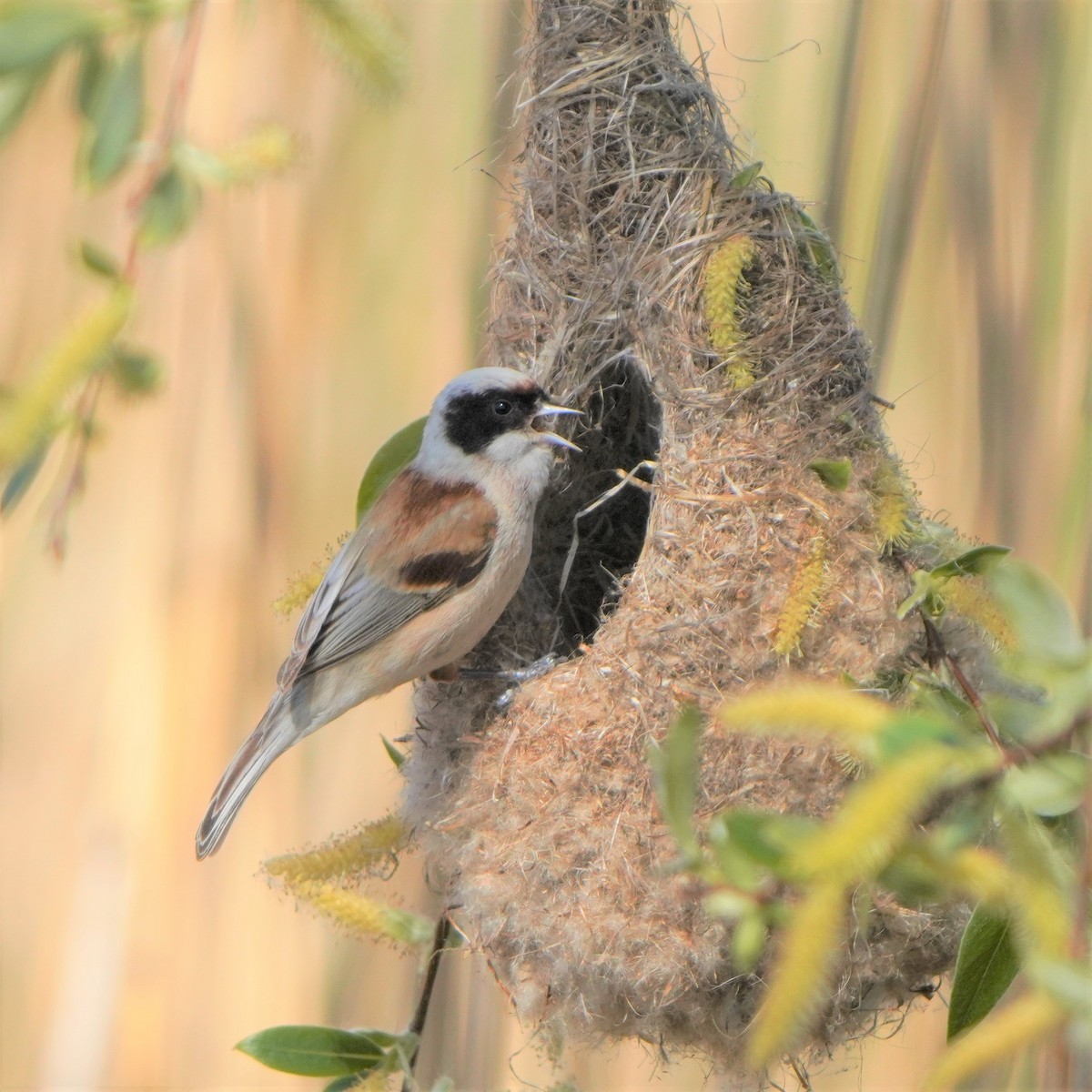 Eurasian Penduline-Tit - ML577043191
