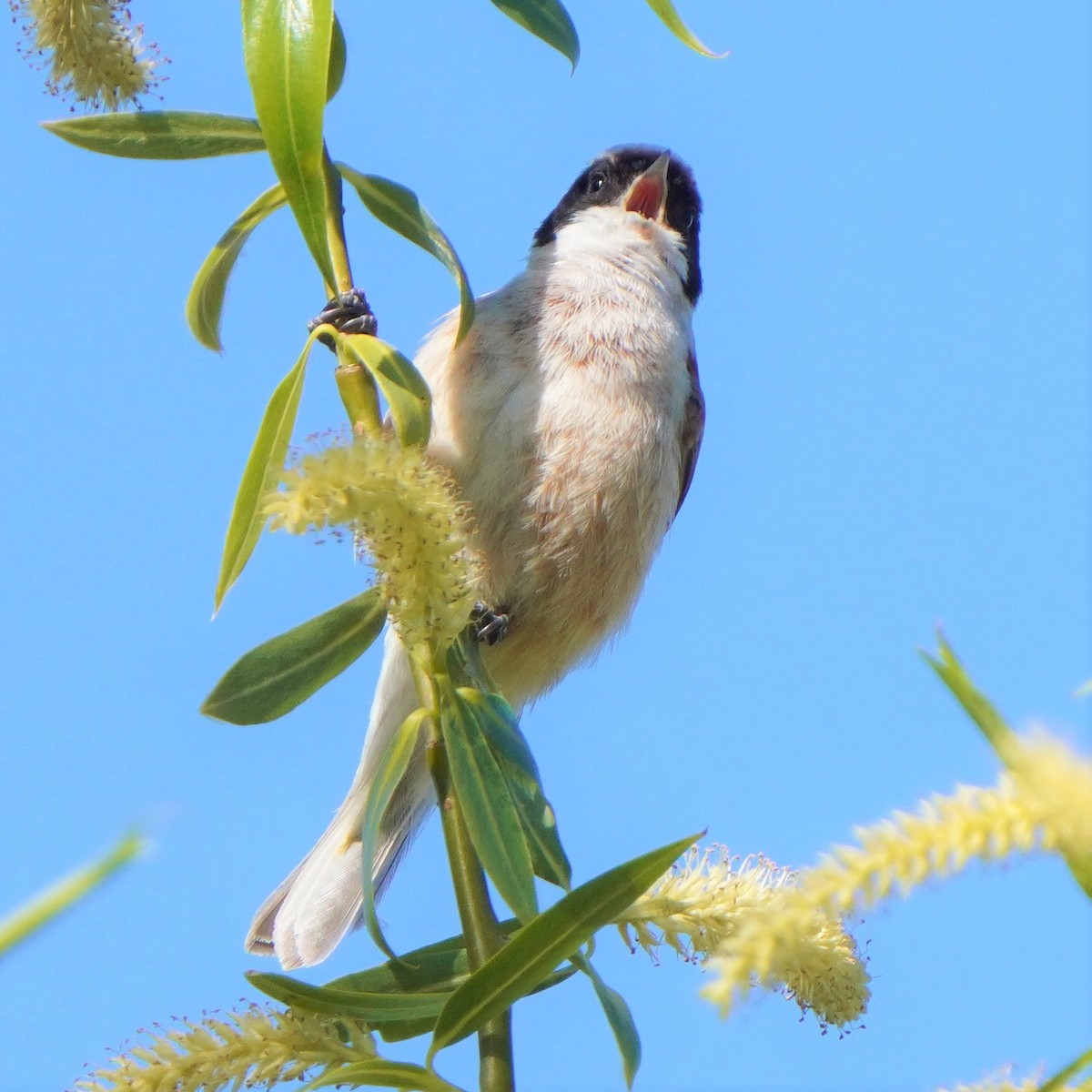 Eurasian Penduline-Tit - ML577043201