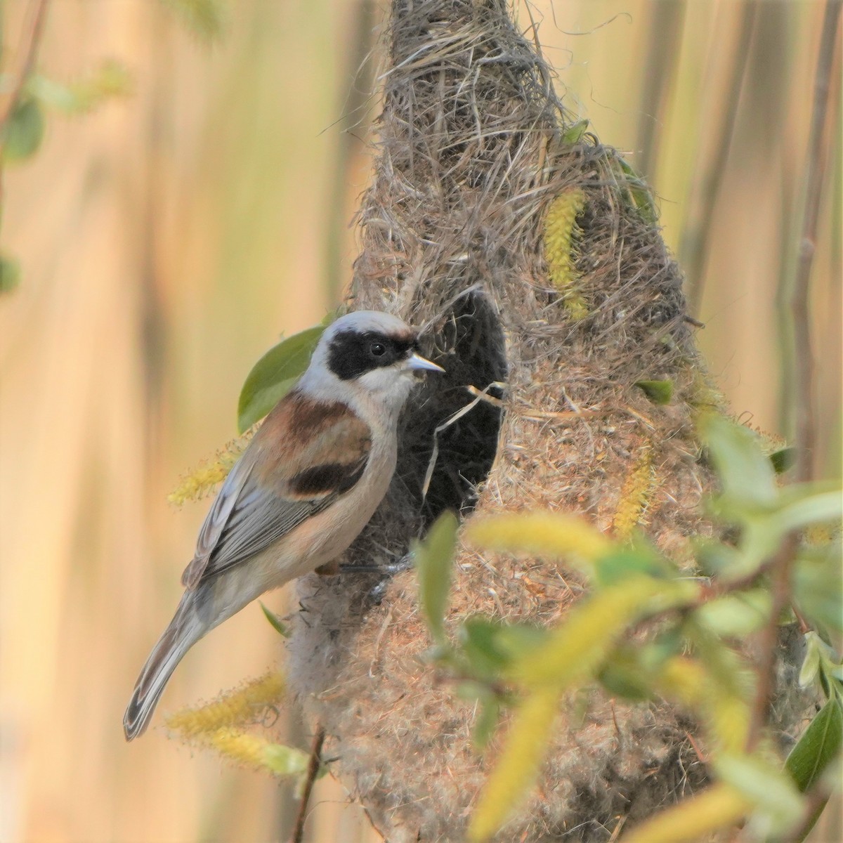 Eurasian Penduline-Tit - ML577043211